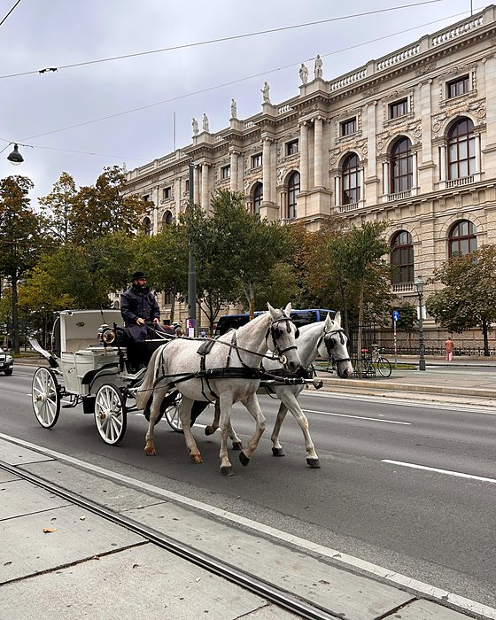 Una carrozza trainata da cavalli bianchi davanti a un grande edificio storico